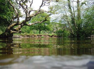 Freedom of the river