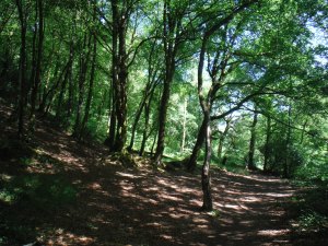 The beechwood clearing