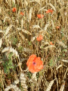 Golden cornfields above Adlestrop