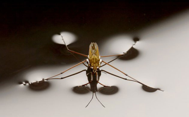 pond-skater-Gerris-lacu-005