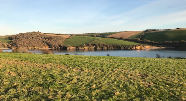 Mothecombe Rabbit Field.jpg